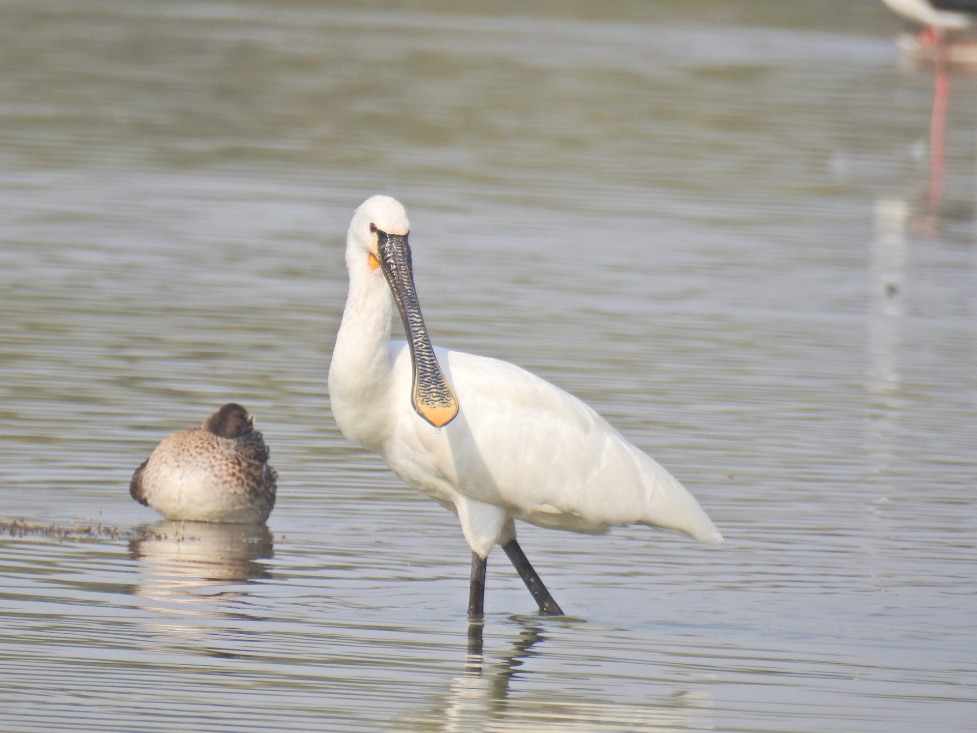 Eurasian Spoonbill